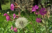 Spettacolo di fiori ai prati della Pigolotta di Valtorta il 9 maggio 2020  - FOTOGALLERY